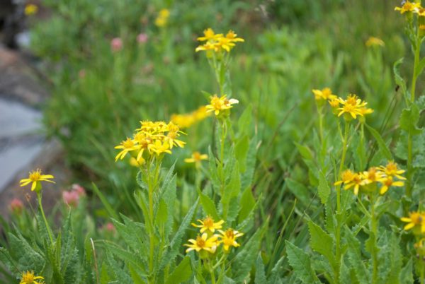 39 Yellow Flowers Care Of Environment